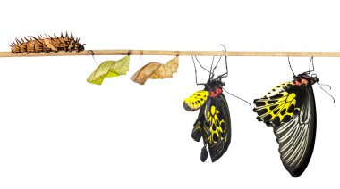 Isoalted yaşam döngüsü ortak birdwing kelebek