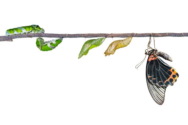 从 caterpil 的男性大凤蝶的孤立的生命周期 — 图库照片