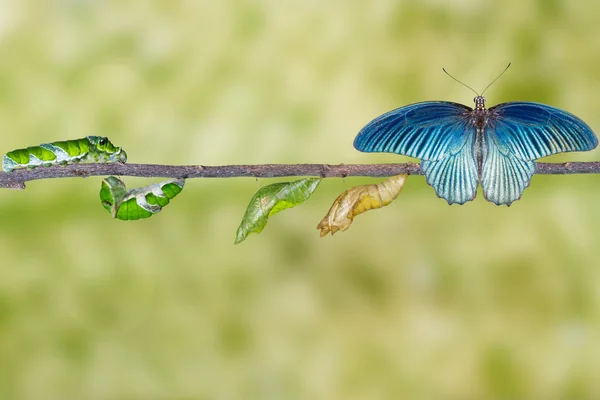 Ciclo de vida de macho gran mariposa mormón de oruga — Foto de Stock