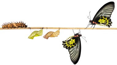 Isoalted yaşam döngüsü kadın ortak birdwing kelebek