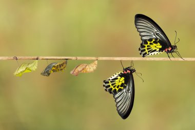 Kadın ortak birdwing kelebeğin yaşam döngüsü