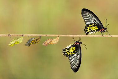 Life cycle of female common birdwing butterfly clipart