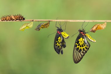 Kadın ortak birdwing kelebeğin yaşam döngüsü