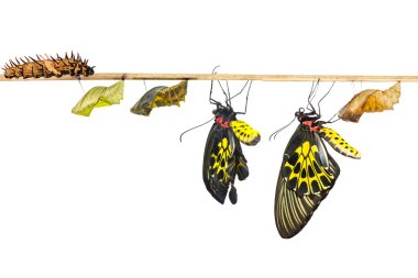 Isolated life cycle of female common birdwing butterfly clipart