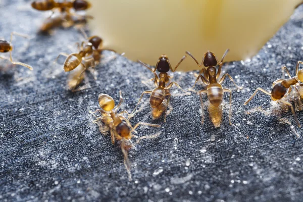 Acercamiento de hormigas rojas importadas (Solenopsis invicta) o simpl —  Fotos de Stock