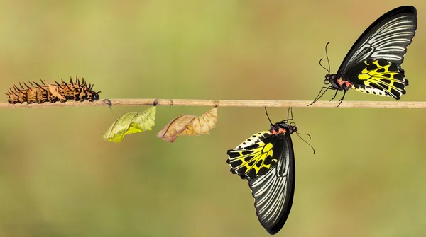 Cykl życia kobiet często motyl Ornithoptera — Zdjęcie stockowe