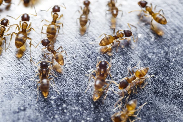 Acercamiento de hormigas rojas importadas (Solenopsis invicta) o simplemente RIFA —  Fotos de Stock