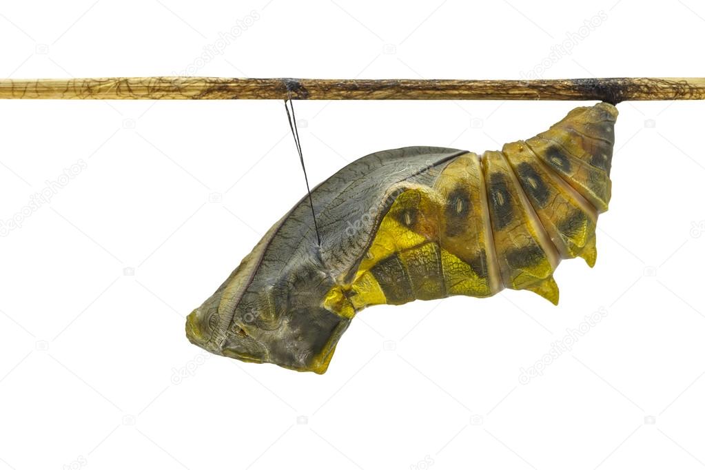Isolated mature cocoon of common birdwing butterfly in white bac