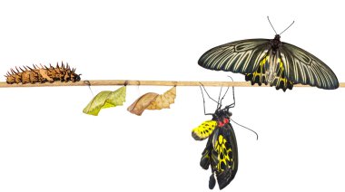 Kadın ortak birdwing kelebek izole yaşam döngüsü