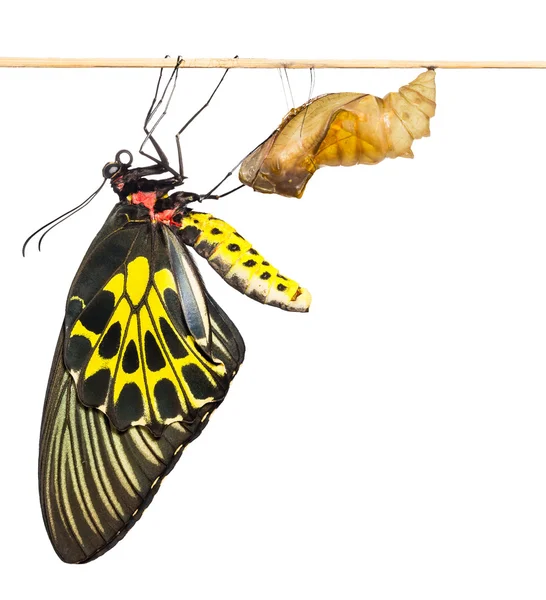 New born Common Birdwing butterfly emerge from cocoon — Stock Photo, Image