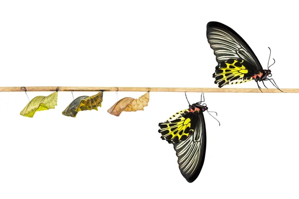 Női közös madárszárnyú pillangó elszigetelt életciklusa — Stock Fotó