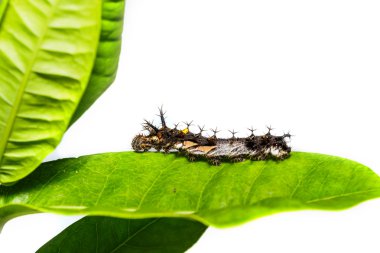 Caterpillar Komutan kelebek