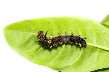 Caterpillar Komutan kelebek