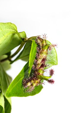 Yaprak üzerinde beyaz Commodore tırtıl kelebek