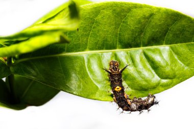 Caterpillar Komutan kelebek