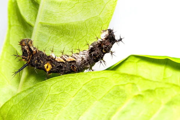 Oruga de la mariposa comandante — Foto de Stock