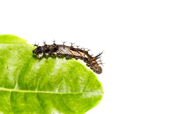 Oruga de la mariposa comandante — Foto de Stock