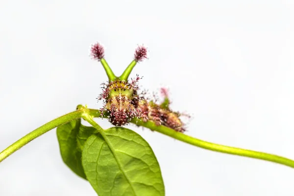 Гусеница белая Commodore бабочка на листке — стоковое фото