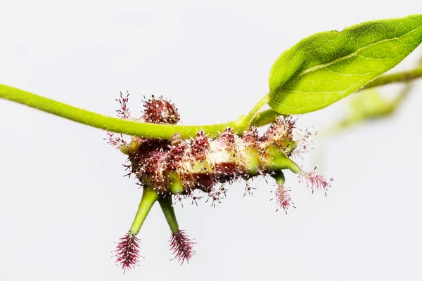 Oruga de Comodoro Blanco mariposa en la hoja — Foto de Stock