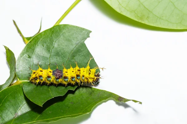 Lagarta madura de borboleta de concurso de cor antes da transformação — Fotografia de Stock