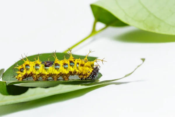 Lagarta madura de borboleta de concurso de cor antes da transformação — Fotografia de Stock