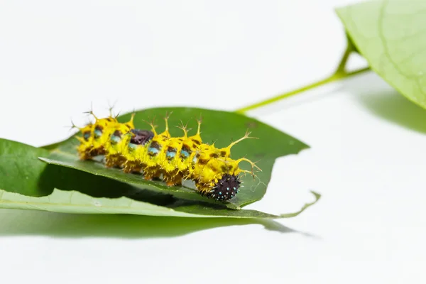 Lagarta madura de borboleta de concurso de cor antes da transformação — Fotografia de Stock