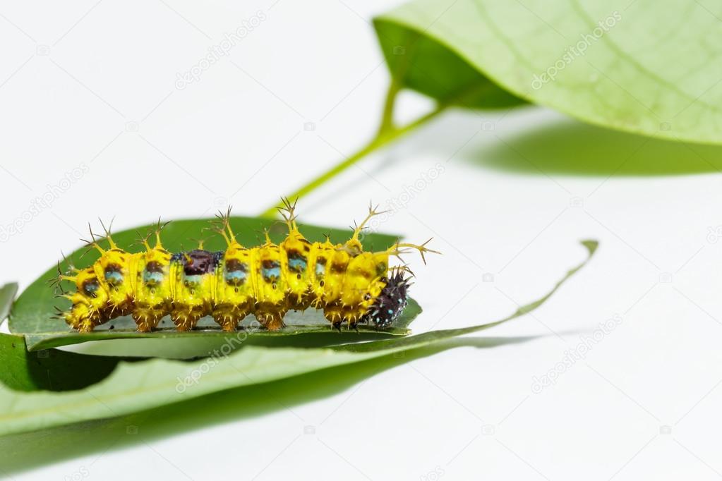 Mature caterpillar of colour segeant butterfly before transform 