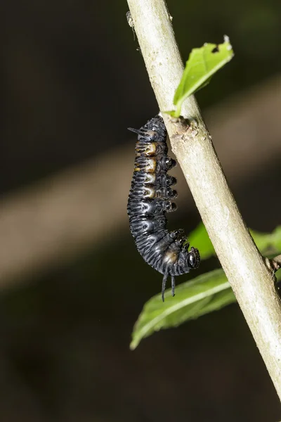 Oruga de la mariposa comandante —  Fotos de Stock