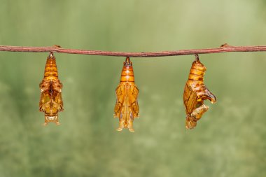 Dal üzerinde asılı renk segeant kelebek krizalid