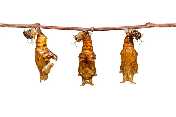 Renk segeant kelebek deri ile izole Chrysalis — Stok fotoğraf