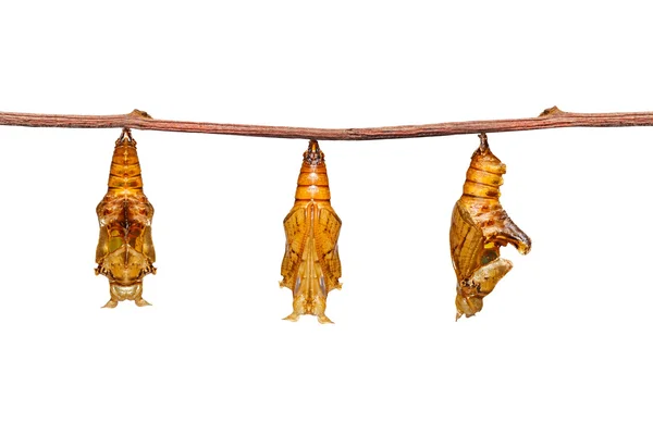 Renk segeant kelebek dal üzerinde asılı izole chrysalis — Stok fotoğraf