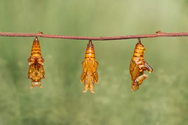 Chrysalis av färg segeant fjäril hängande på kvist — Stockfoto