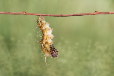 Mature caterpillar of colour segeant butterfly hanging on twig clipart