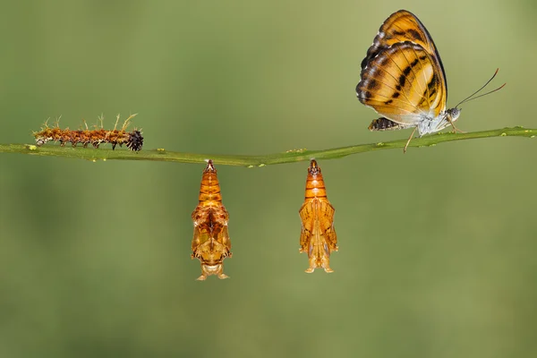 Life cycle of colour segeant butterfly hanging on twig — Stock Photo, Image