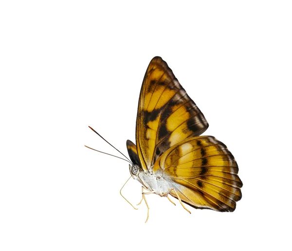 Isolierte Farbe segeant Schmetterling auf weiß — Stockfoto