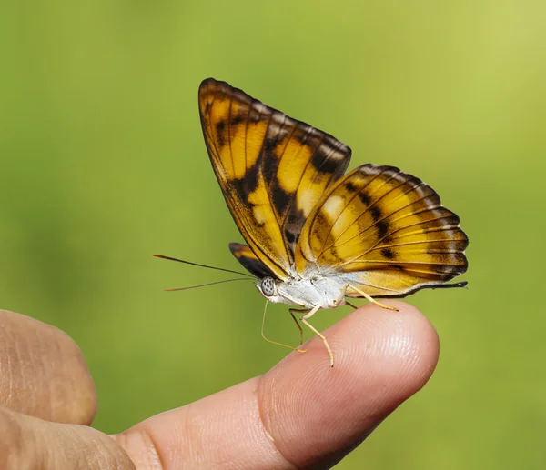 Farbiger Schmetterling saugt Futter vom menschlichen Finger — Stockfoto
