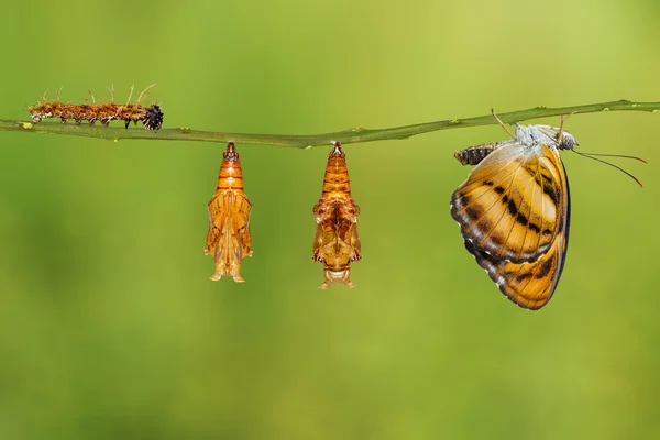 Dal üzerinde asılı renk segeant kelebeğin yaşam döngüsü — Stok fotoğraf