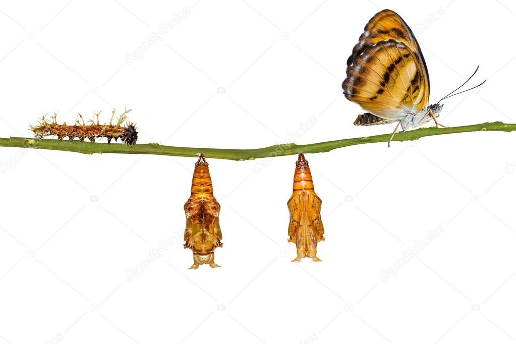 Isolated life cycle of colour segeant butterfly hanging on twig