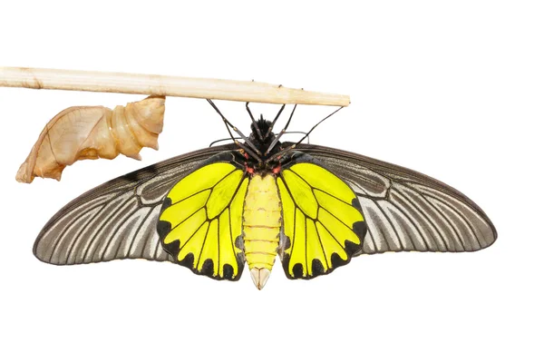 Uzavřete kuklu a břicho mužské společné zlatý pták křídlo butte — Stock fotografie