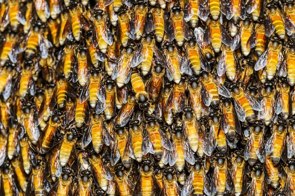 Textuur van bee werknemer bij elkaar te houden — Stockfoto