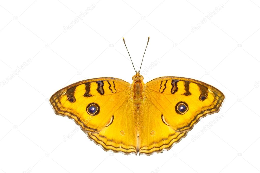 Isolated top view of pansy peacock butterfly