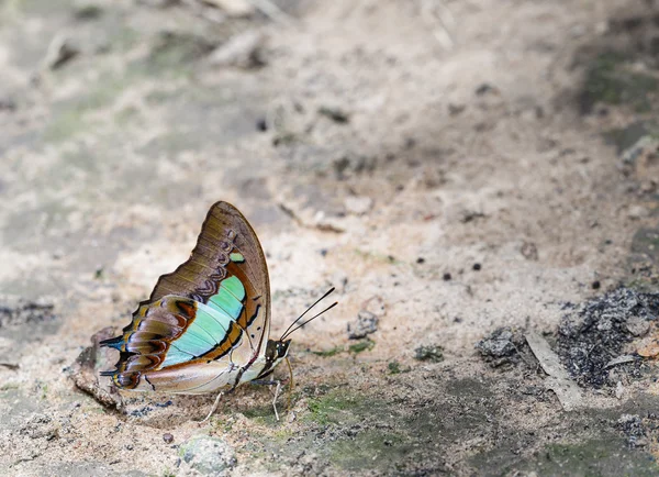 Kommob Nawab-Schmetterling — Stockfoto