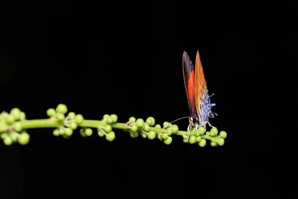 Poisson papillon commun suce la nourriture — Photo