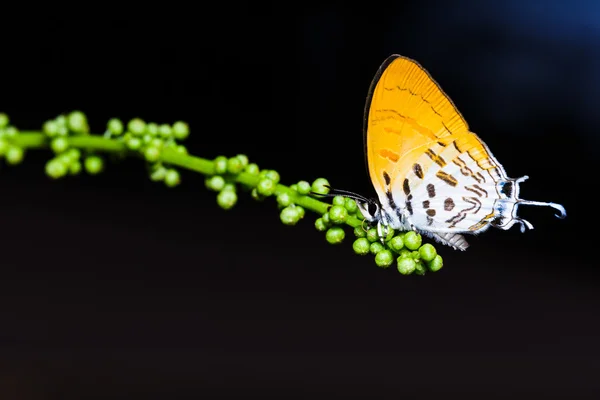 Często bukiet motyl jest ssanie żywności — Zdjęcie stockowe