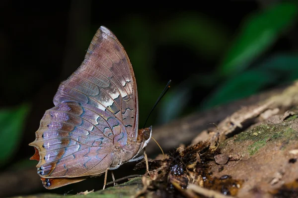 The scarce rajah butterfly is sucking food — Stock Photo, Image