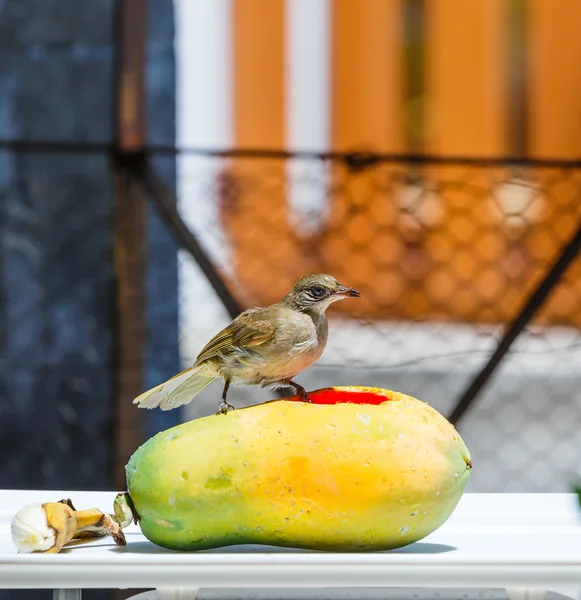 Bubul pájaro de orejas rayadas (Pycnonotus blanfordo) en fruta —  Fotos de Stock