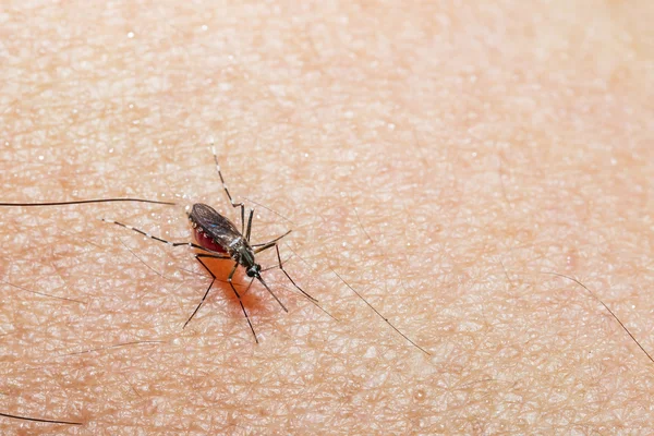 Mosquito está sugando sangue da mão humana — Fotografia de Stock