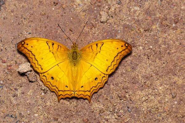 Bovenaanzicht van gemeenschappelijke kruiser vlinder op zand — Stockfoto