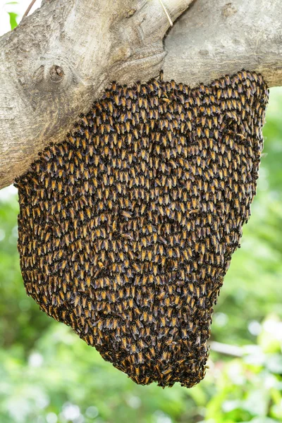 ツリーにしがみついてロイヤル蜂の群れ — ストック写真