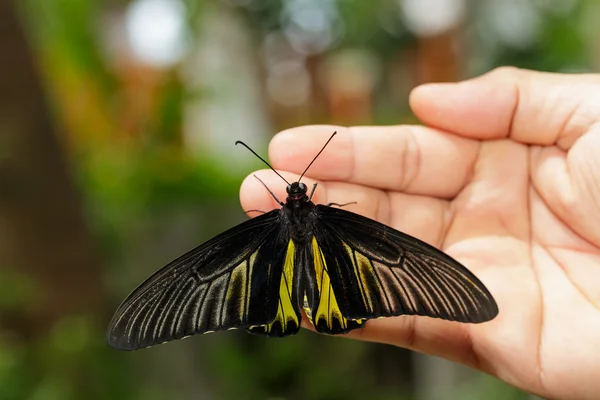 Borboleta de asa de pássaro dourada comum pendurada na mão — Fotografia de Stock